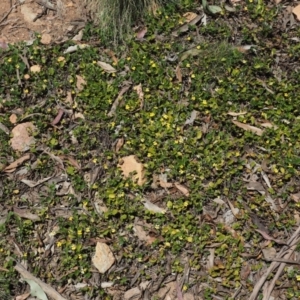 Goodenia hederacea subsp. alpestris at Coree, ACT - 28 Nov 2019 10:51 AM