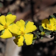 Hibbertia obtusifolia (Grey Guinea-flower) at Coree, ACT - 28 Nov 2019 by KenT