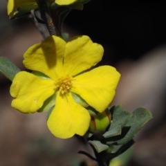 Hibbertia obtusifolia at Coree, ACT - 28 Nov 2019 10:50 AM