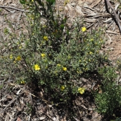 Hibbertia obtusifolia at Coree, ACT - 28 Nov 2019 10:50 AM