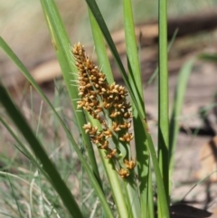 Lomandra longifolia (Spiny-headed Mat-rush, Honey Reed) at Coree, ACT - 27 Nov 2019 by KenT