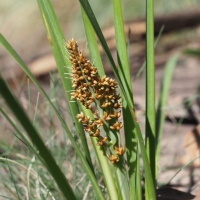 Lomandra longifolia (Spiny-headed Mat-rush, Honey Reed) at Coree, ACT - 28 Nov 2019 by KenT