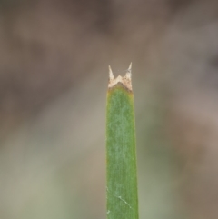 Lomandra longifolia at Coree, ACT - 28 Nov 2019