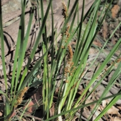 Lomandra longifolia at Coree, ACT - 28 Nov 2019