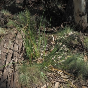 Lomandra longifolia at Coree, ACT - 28 Nov 2019 10:03 AM