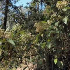 Olearia argophylla (Native Musk) at Blue Range - 27 Nov 2019 by KenT