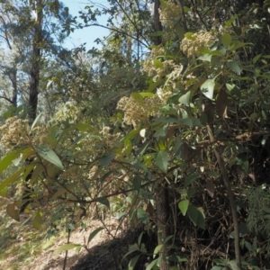 Olearia argophylla at Coree, ACT - 28 Nov 2019 07:59 AM