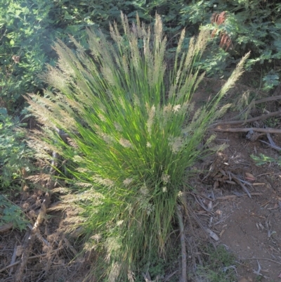 Poa helmsii (Broad-leaved Snow Grass) at Coree, ACT - 27 Nov 2019 by KenT