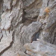 Apis mellifera (European honey bee) at Gigerline Nature Reserve - 11 Nov 2019 by michaelb