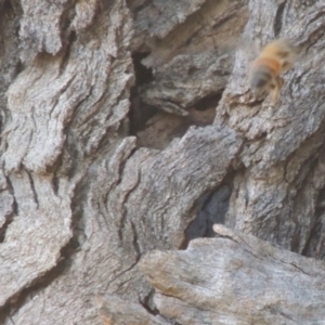 Apis mellifera at Tennent, ACT - 11 Nov 2019 07:07 PM