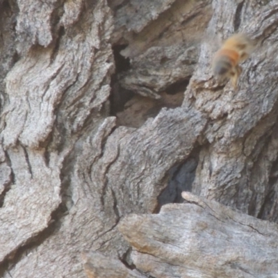 Apis mellifera (European honey bee) at Tennent, ACT - 11 Nov 2019 by MichaelBedingfield