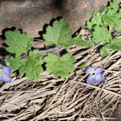 Veronica calycina (Hairy Speedwell) at Blue Range - 27 Nov 2019 by KenT