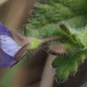 Veronica calycina at Coree, ACT - 28 Nov 2019