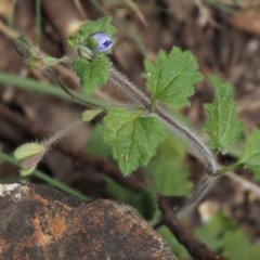 Veronica calycina at Coree, ACT - 28 Nov 2019