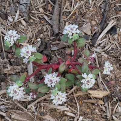 Poranthera microphylla (Small Poranthera) at Coree, ACT - 27 Nov 2019 by KenT