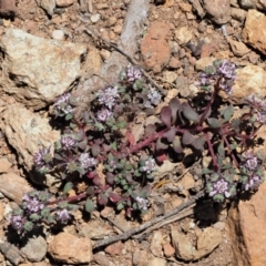 Poranthera microphylla at Coree, ACT - 28 Nov 2019