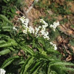 Sambucus gaudichaudiana (White Elder Berry) at Coree, ACT - 28 Nov 2019 by KenT