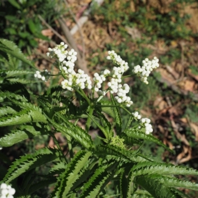 Sambucus gaudichaudiana (White Elder Berry) at Coree, ACT - 27 Nov 2019 by KenT