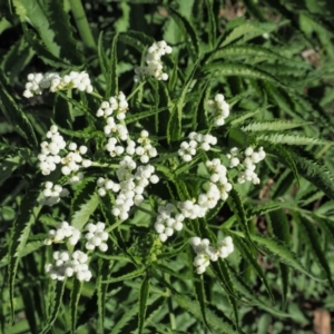 Sambucus gaudichaudiana at Coree, ACT - 28 Nov 2019