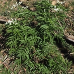 Sambucus gaudichaudiana at Coree, ACT - 28 Nov 2019 07:26 AM