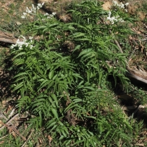 Sambucus gaudichaudiana at Coree, ACT - 28 Nov 2019