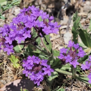 Verbena rigida var. rigida at Coree, ACT - 28 Nov 2019