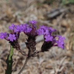 Verbena rigida var. rigida at Coree, ACT - 28 Nov 2019