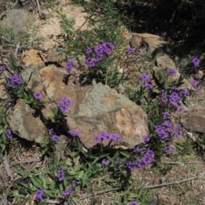 Verbena rigida var. rigida at Coree, ACT - 28 Nov 2019