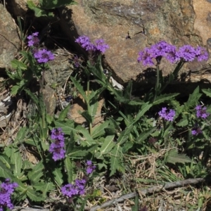 Verbena rigida var. rigida at Coree, ACT - 28 Nov 2019