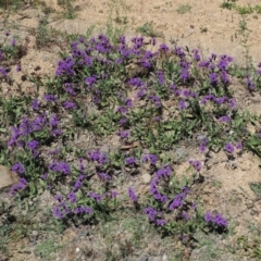 Verbena rigida var. rigida at Coree, ACT - 28 Nov 2019