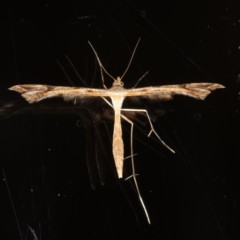 Sinpunctiptilia emissalis (Speedwell Pterror) at Ainslie, ACT - 27 Nov 2019 by jbromilow50