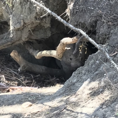 Vombatus ursinus (Common wombat, Bare-nosed Wombat) at Bungendore, NSW - 30 Nov 2019 by yellowboxwoodland
