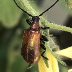 Ecnolagria grandis (Honeybrown beetle) at Aranda, ACT - 30 Nov 2019 by Jubeyjubes