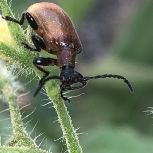 Ecnolagria grandis at Aranda, ACT - 1 Dec 2019