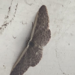 Idaea costaria at Aranda, ACT - 1 Dec 2019