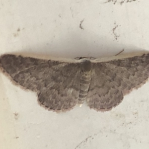 Idaea costaria at Aranda, ACT - 1 Dec 2019