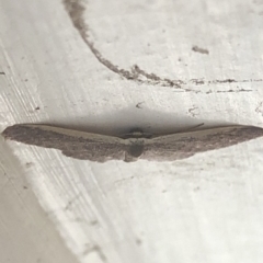 Idaea costaria at Aranda, ACT - 1 Dec 2019 10:06 AM