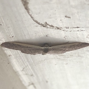 Idaea costaria at Aranda, ACT - 1 Dec 2019