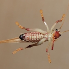 Paragryllacris sp. (genus) (Raspy or Tree cricket) at Evatt, ACT - 29 Nov 2019 by TimL