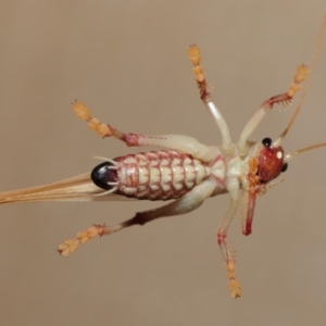 Paragryllacris sp. (genus) at Evatt, ACT - 29 Nov 2019