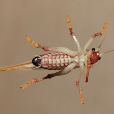Paragryllacris sp. (genus) (Raspy or Tree cricket) at Evatt, ACT - 29 Nov 2019 by TimL