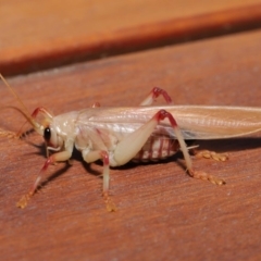 Paragryllacris sp. (genus) at Evatt, ACT - 29 Nov 2019 03:03 PM