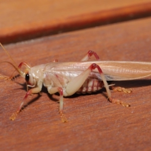 Paragryllacris sp. (genus) at Evatt, ACT - 29 Nov 2019 03:03 PM