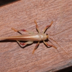 Paragryllacris sp. (genus) at Evatt, ACT - 29 Nov 2019 03:03 PM