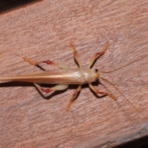 Paragryllacris sp. (genus) at Evatt, ACT - 29 Nov 2019