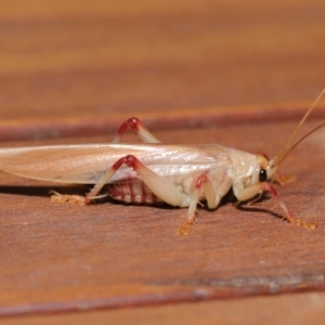 Paragryllacris sp. (genus) at Evatt, ACT - 29 Nov 2019