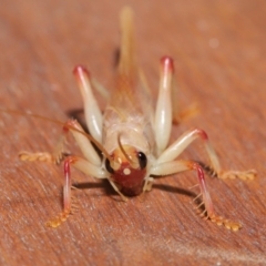 Paragryllacris sp. (genus) at Evatt, ACT - 29 Nov 2019