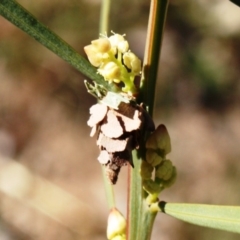 Psychidae (family) MATURE (Case Moth) at Tathra, NSW - 5 Aug 2018 by Kerry Vance