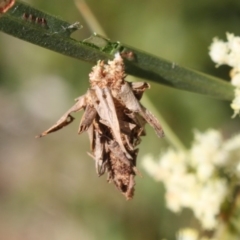 Psychidae (family) MATURE at Tathra, NSW - 5 Aug 2018