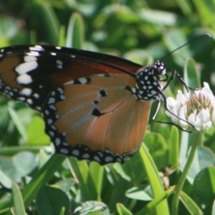 Danaus petilia (Lesser wanderer) at Tathra, NSW - 16 Jan 2015 by Advance